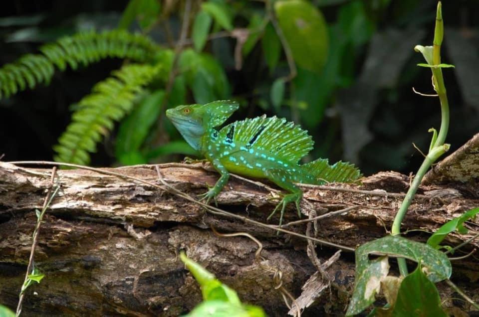 Arenal Paradise Lodge La Fortuna Dış mekan fotoğraf